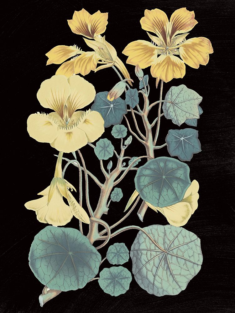 Antique Botanical XVII Cool on Black art print by Wild Apple Portfolio for $57.95 CAD