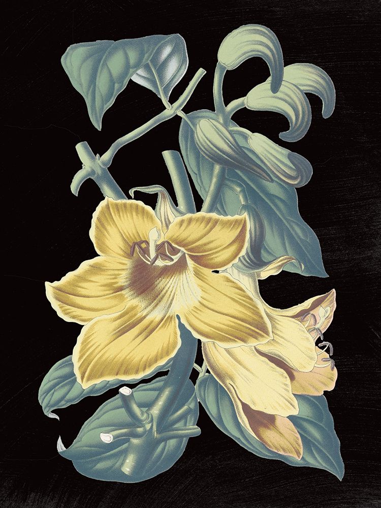 Antique Botanical XVIII Cool on Black art print by Wild Apple Portfolio for $57.95 CAD