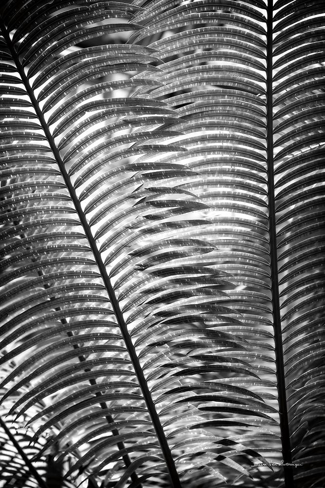 Sunlit Palms I art print by Debra Van Swearingen for $57.95 CAD