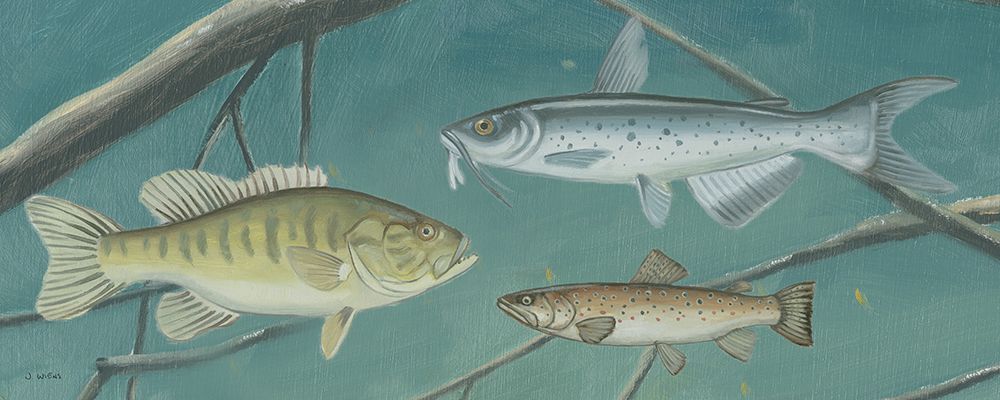Fresh Catch III art print by James Wiens for $57.95 CAD