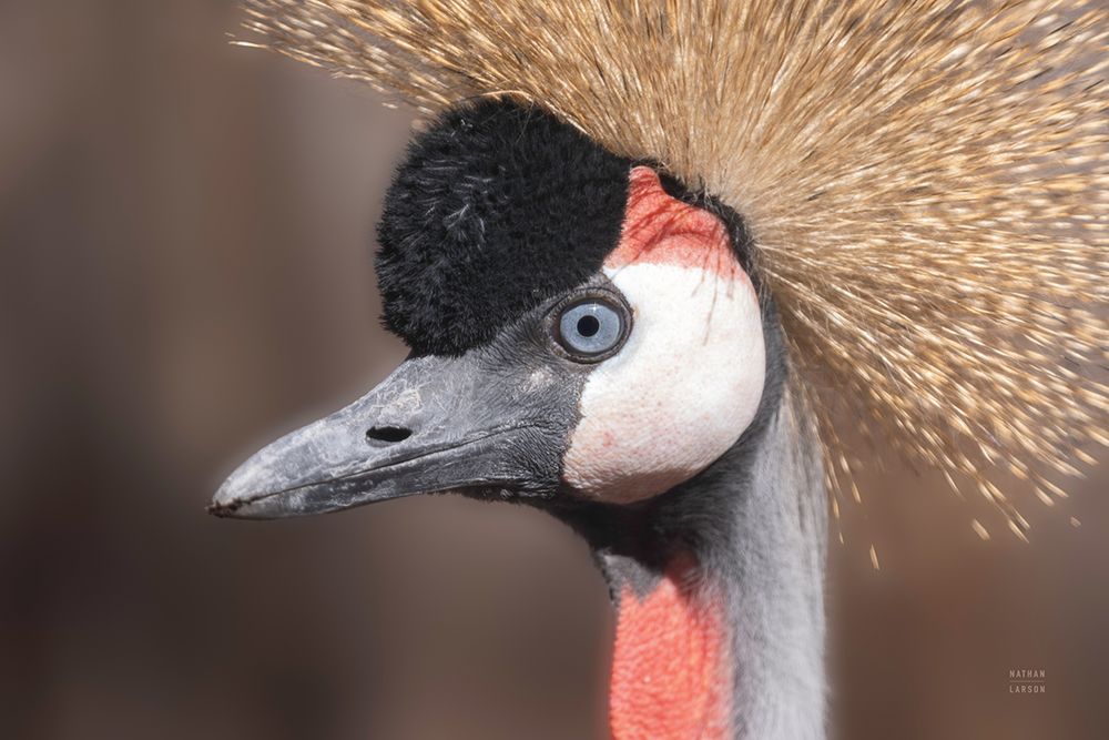 African Crowned Crane art print by Nathan Larson for $57.95 CAD