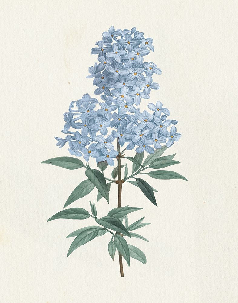 Victorian Garden Flowers III Blue art print by Wild Apple Portfolio for $57.95 CAD