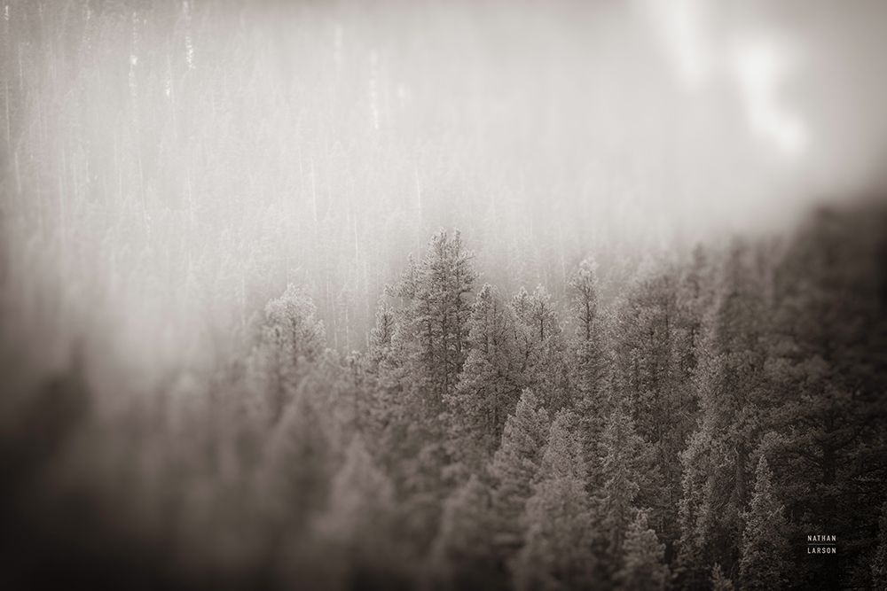 Northern Forests BW art print by Nathan Larson for $57.95 CAD