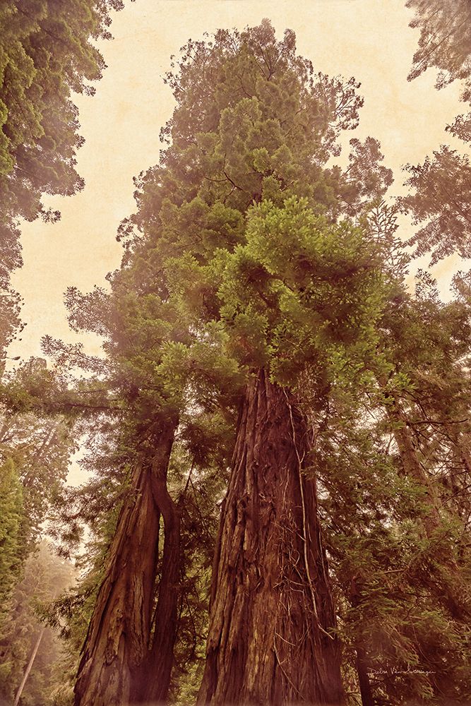 Redwoods II art print by Debra Van Swearingen for $57.95 CAD