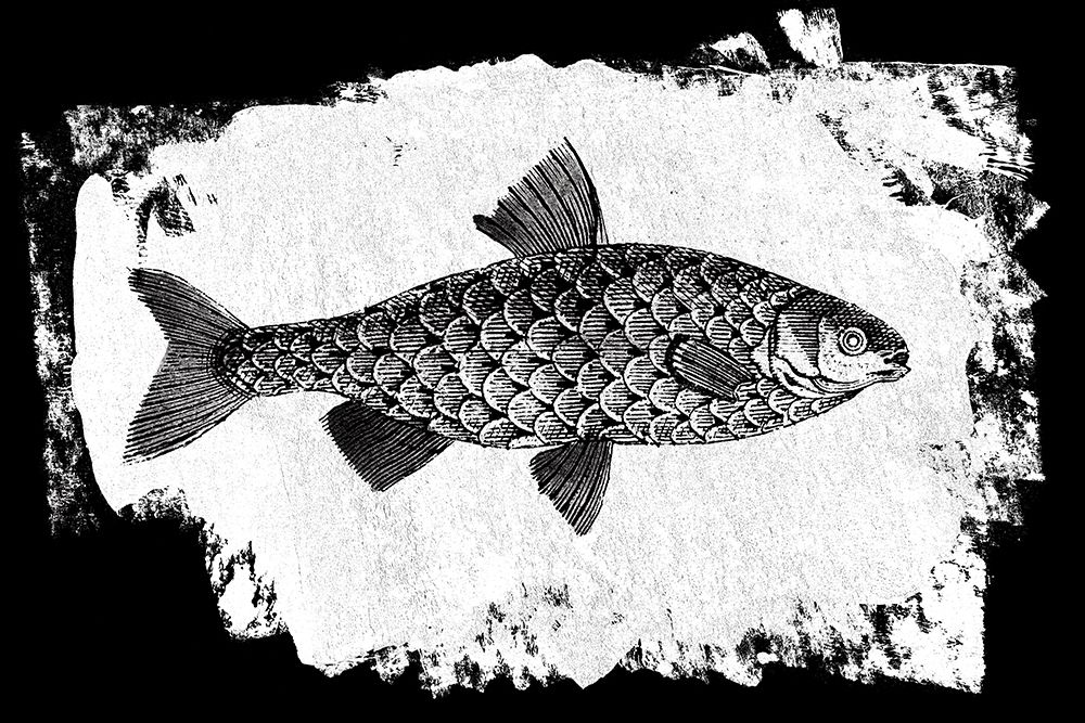 Fish I art print by Sarah Adams for $57.95 CAD