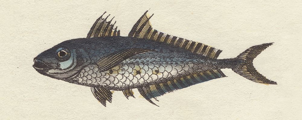 Fish Etching II art print by Wild Apple Portfolio for $57.95 CAD