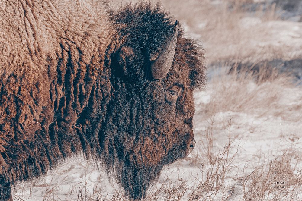 Bison Profile art print by Nathan Larson for $57.95 CAD