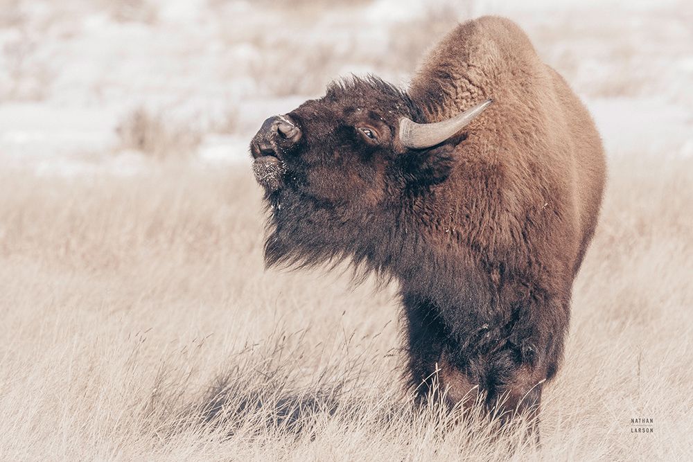 Bison Call art print by Nathan Larson for $57.95 CAD
