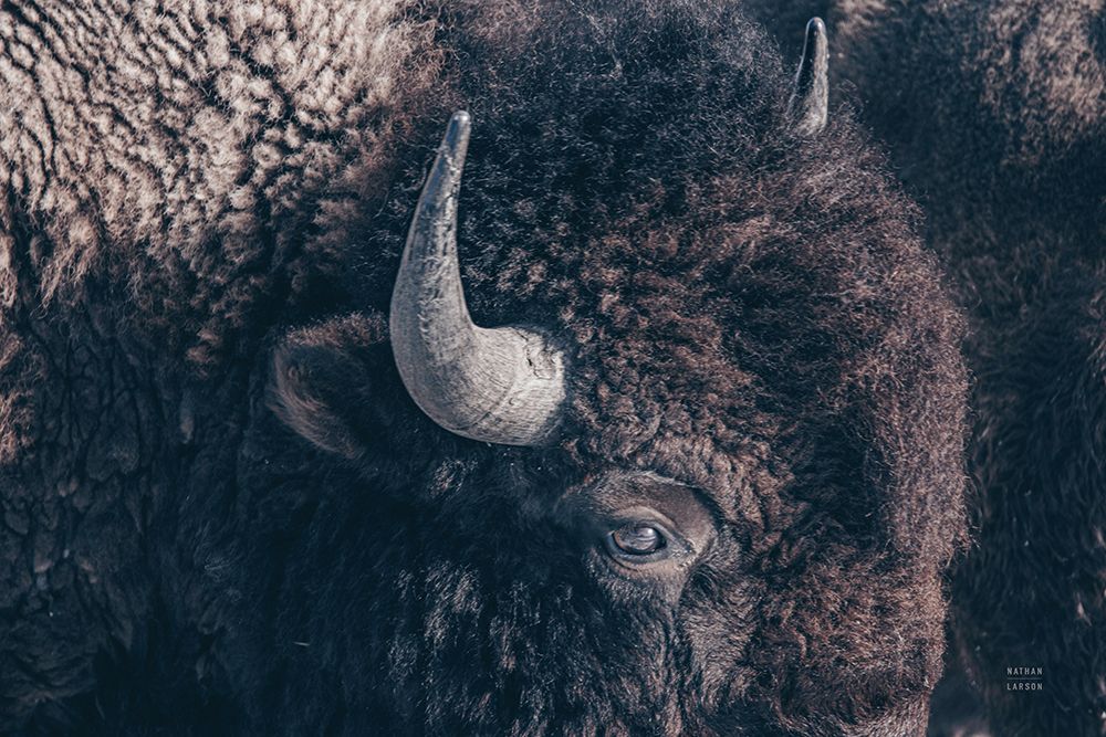 Bison Neutral art print by Nathan Larson for $57.95 CAD