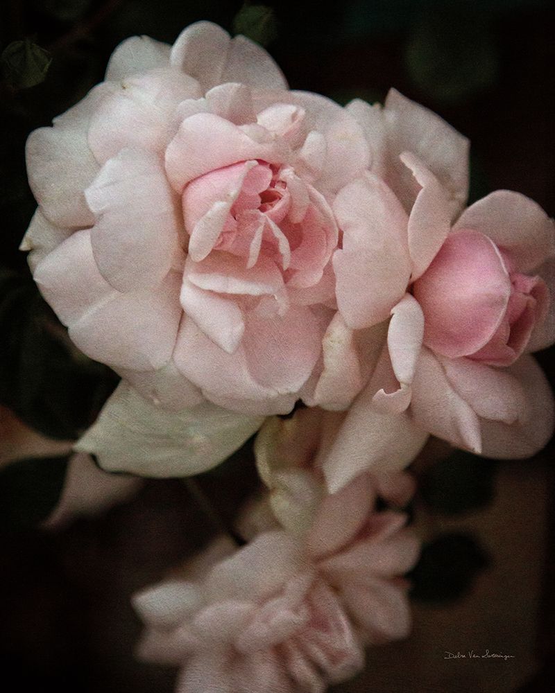 Soft Pink Roses I art print by Debra Van Swearingen for $57.95 CAD