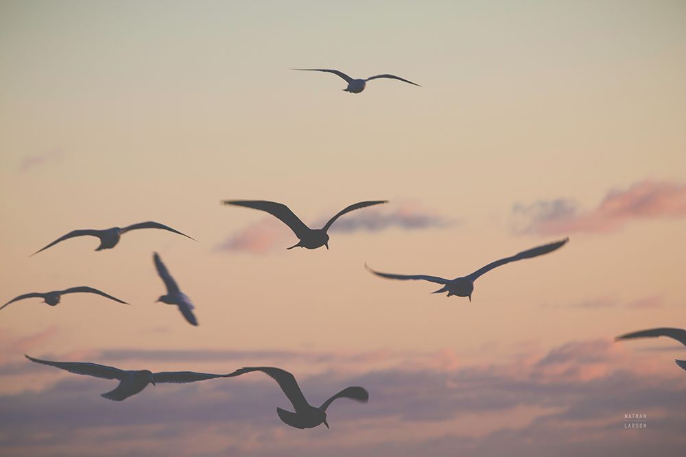 Sunset Flock art print by Nathan Larson for $57.95 CAD