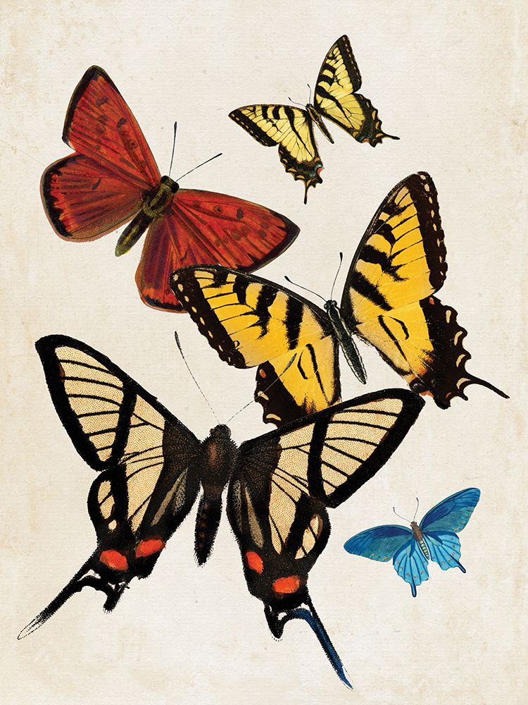 Vintage Butterfly II art print by Wild Apple Portfolio for $57.95 CAD