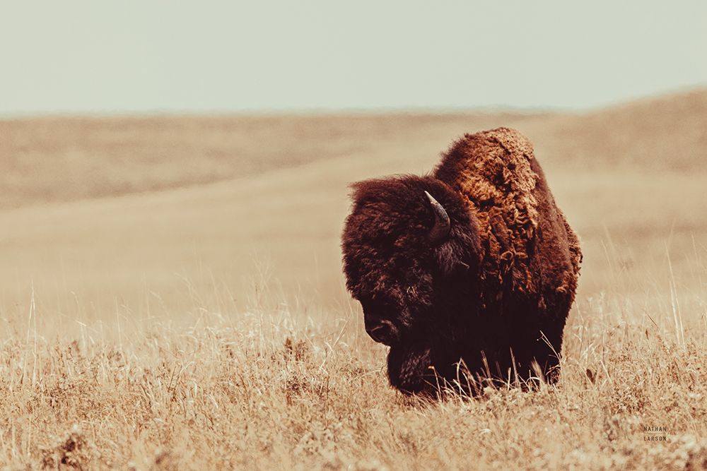 Tall Grass Bison I art print by Nathan Larson for $57.95 CAD