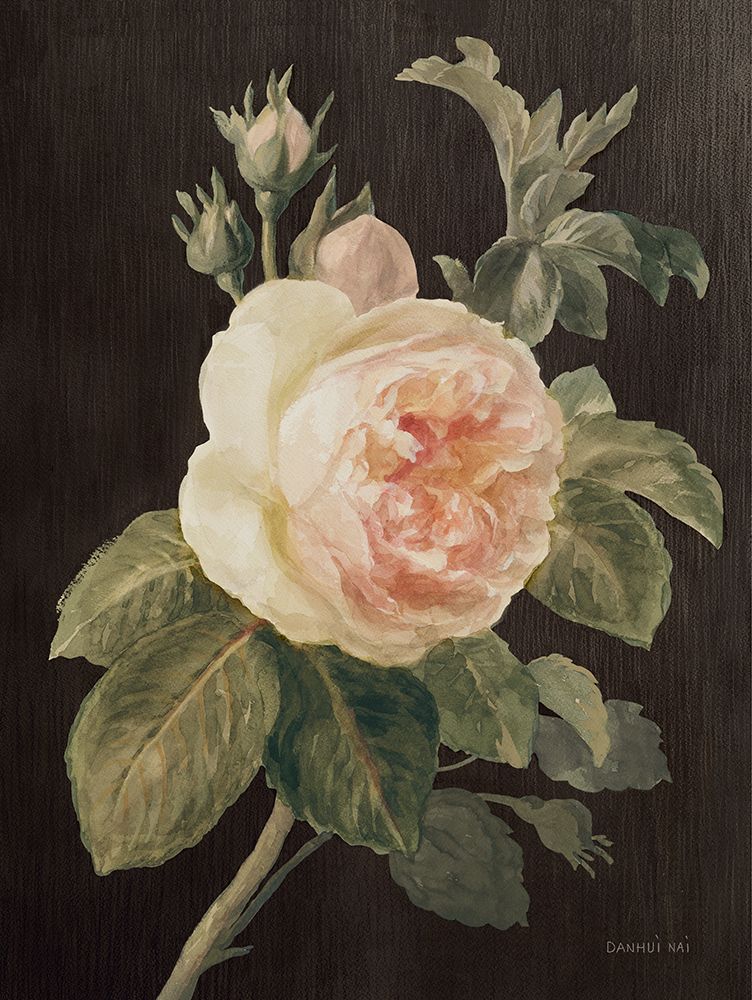 Heirloom Pink Rose on Black art print by Danhui Nai for $57.95 CAD
