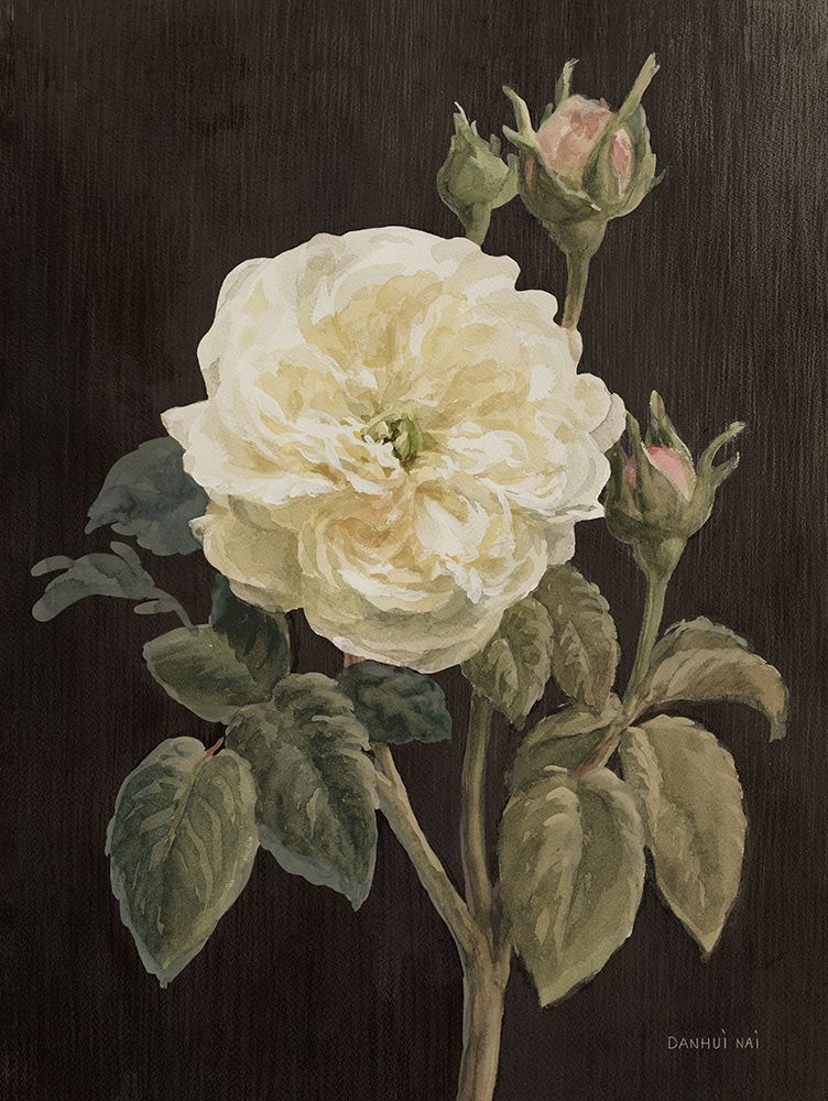 Heirloom White Rose on Black art print by Danhui Nai for $57.95 CAD