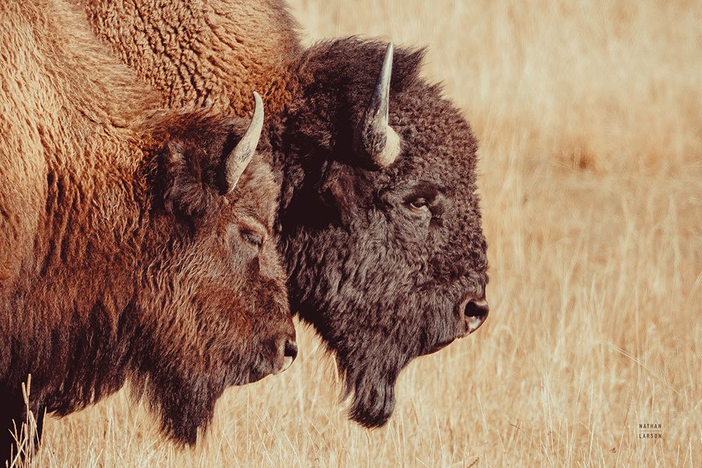 Bison Pair art print by Nathan Larson for $57.95 CAD