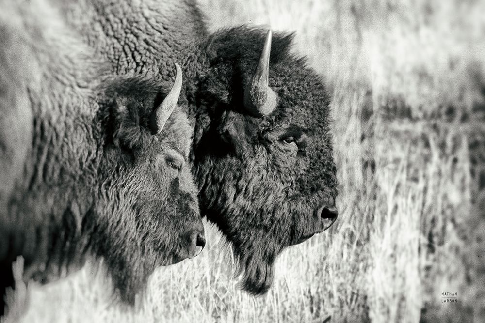 Bison Pair BW art print by Nathan Larson for $57.95 CAD