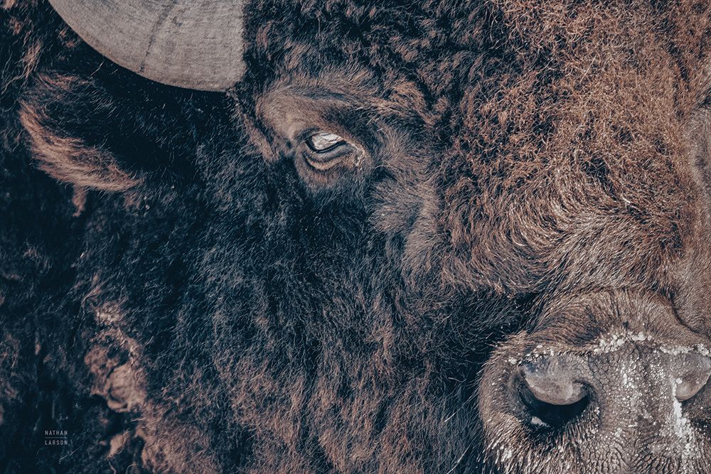Bison Stare art print by Nathan Larson for $57.95 CAD