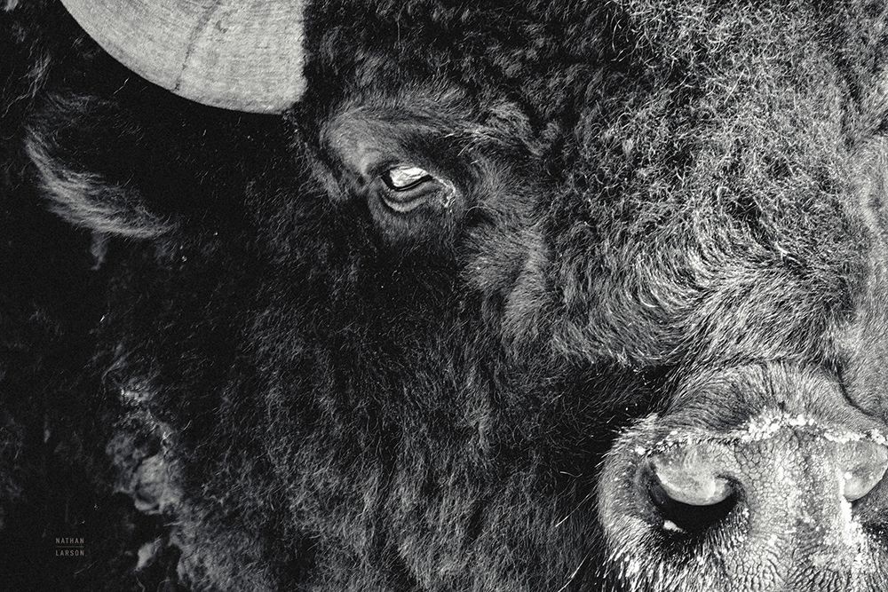 Bison Stare BW art print by Nathan Larson for $57.95 CAD
