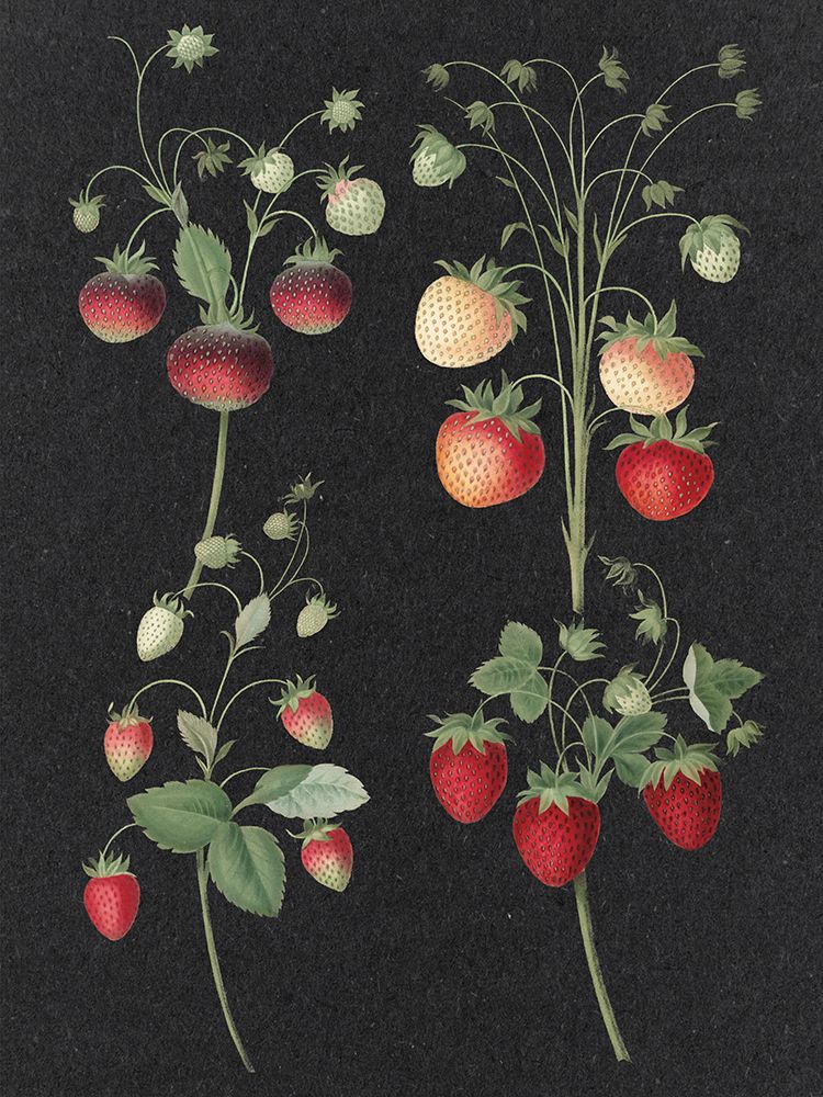 Wild Strawberries art print by Wild Apple Portfolio for $57.95 CAD