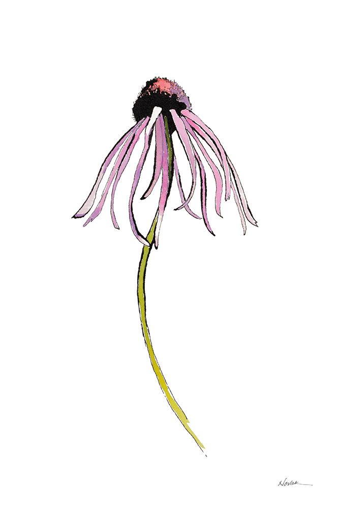 Echinacea I art print by Shirley Novak for $57.95 CAD