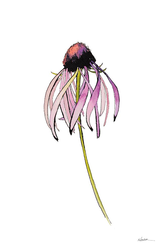 Echinacea II art print by Shirley Novak for $57.95 CAD
