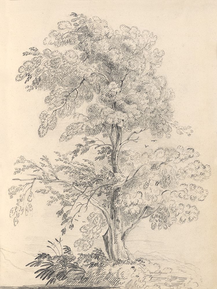 Tree Sketch art print by Wild Apple Portfolio for $57.95 CAD