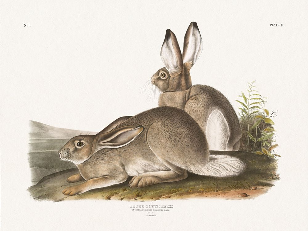 Cottage Hare II art print by Wild Apple Portfolio for $57.95 CAD