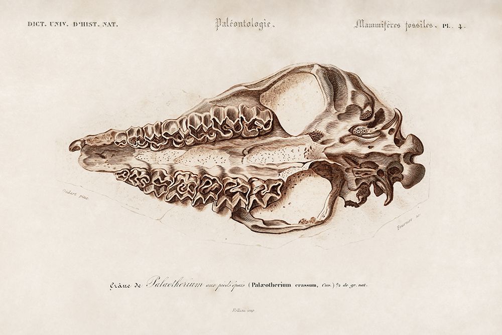 Palaeotherium Illustrated art print by Wild Apple Portfolio for $57.95 CAD