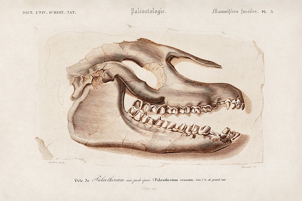 Palaeotherium Skull Illustrated art print by Wild Apple Portfolio for $57.95 CAD