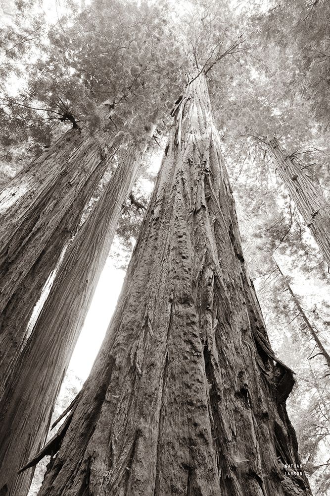 Ancient Redwood Forest art print by Nathan Larson for $57.95 CAD