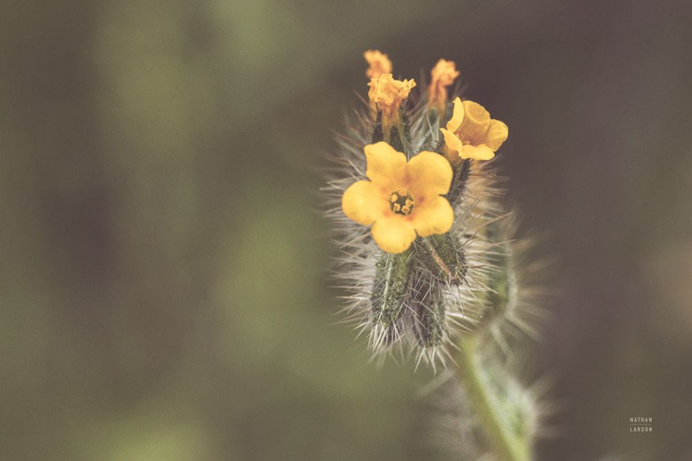 Common Fiddleneck art print by Nathan Larson for $57.95 CAD
