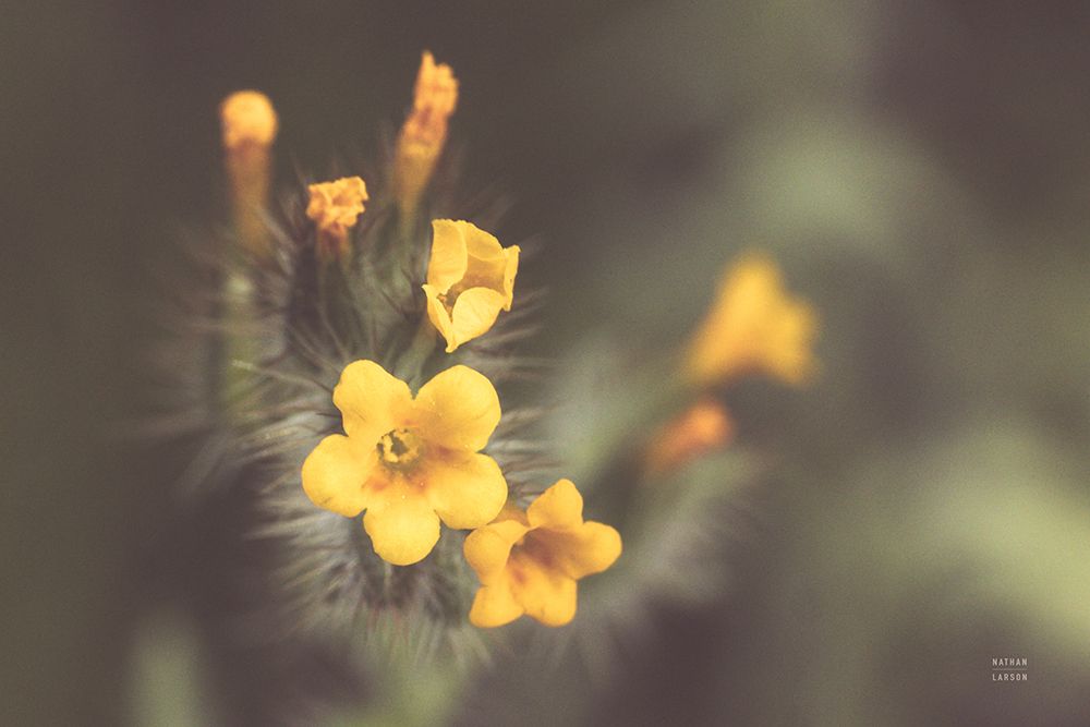 Common Fiddleneck II art print by Nathan Larson for $57.95 CAD