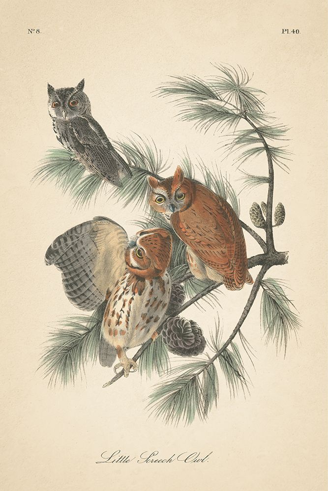 Forest Owls I art print by Wild Apple Portfolio for $57.95 CAD