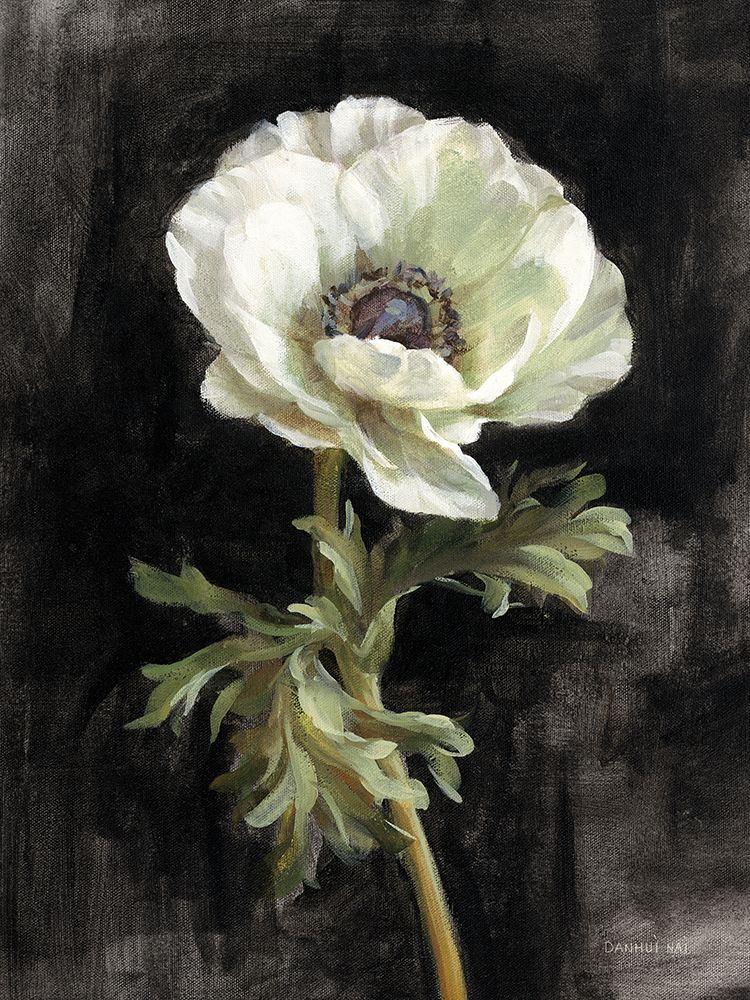 Anemone on Black art print by Danhui Nai for $57.95 CAD
