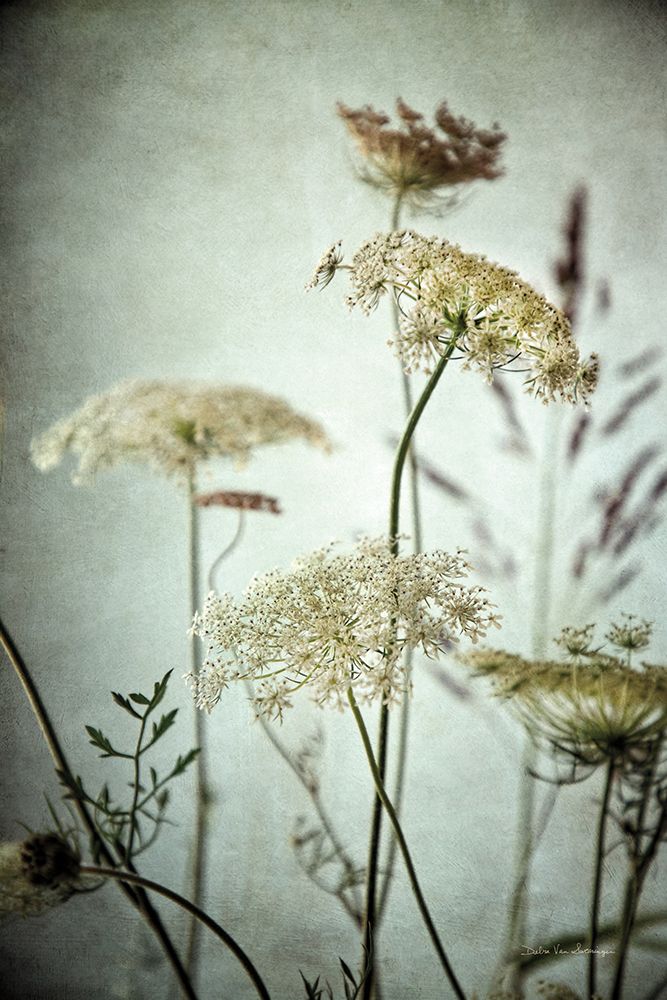 Queen Annes Lace Up Close I art print by Debra Van Swearingen for $57.95 CAD
