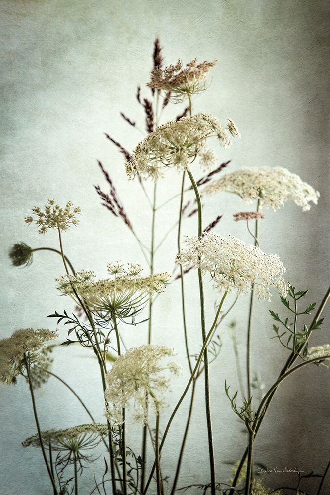 Queen Annes Lace Up Close II art print by Debra Van Swearingen for $57.95 CAD