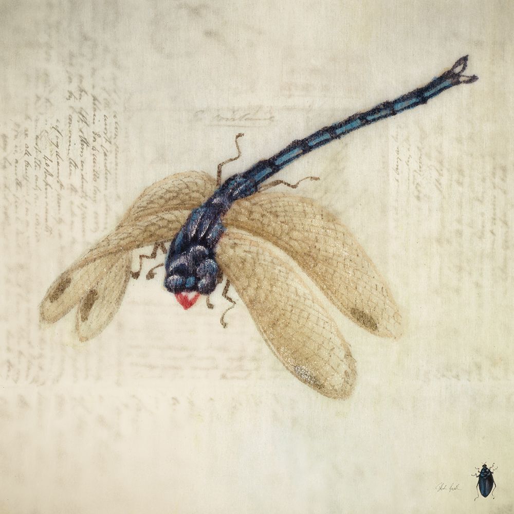 Vintage Dragonfly art print by Deborah Revell for $57.95 CAD