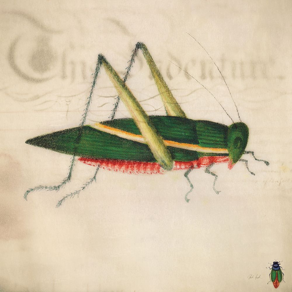 Vintage Green Grasshopper art print by Deborah Revell for $57.95 CAD