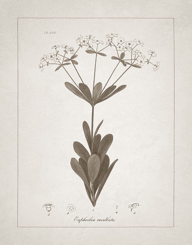 Beautiful Botanical I art print by Wild Apple Portfolio for $57.95 CAD