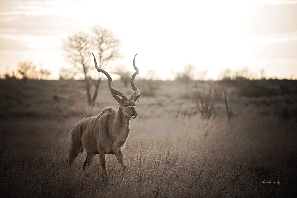 Kudu Bull art print by Sharon Vardy for $57.95 CAD