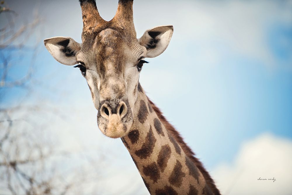 Giraffe Portrait I art print by Sharon Vardy for $57.95 CAD