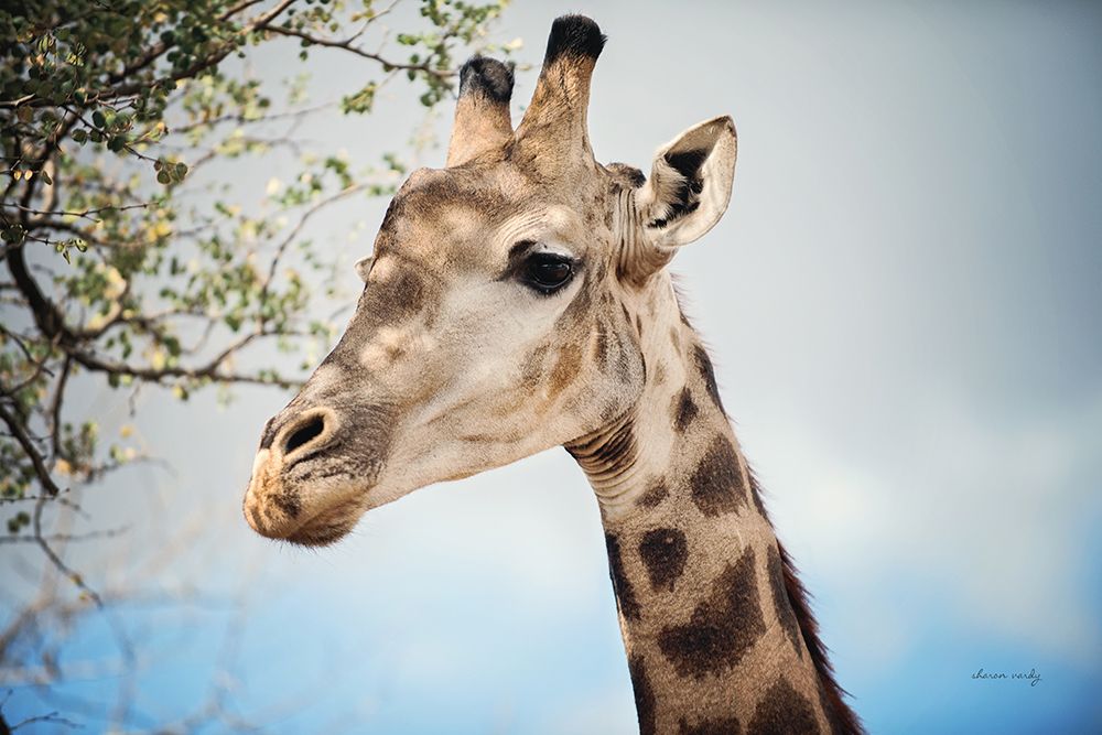 Giraffe Portrait II art print by Sharon Vardy for $57.95 CAD