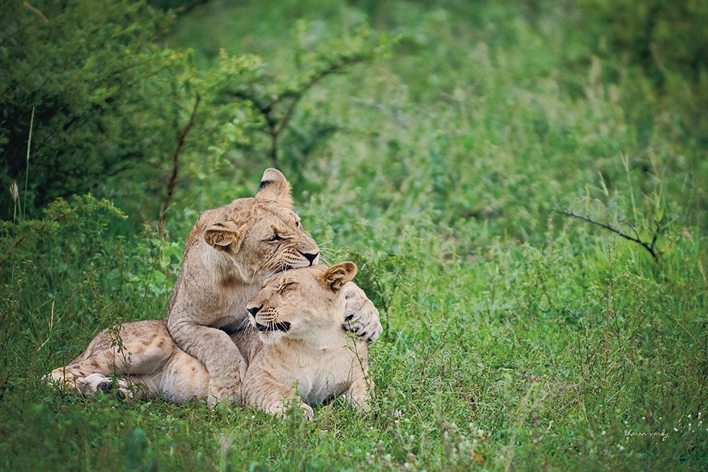 Playful Lions art print by Sharon Vardy for $57.95 CAD