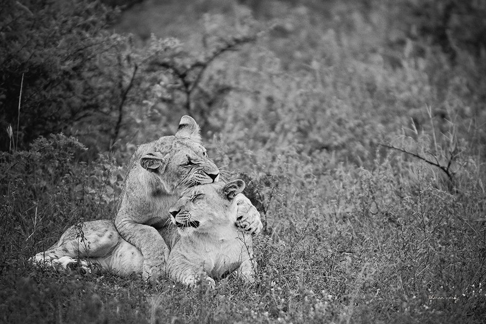 Playful Lions BW art print by Sharon Vardy for $57.95 CAD