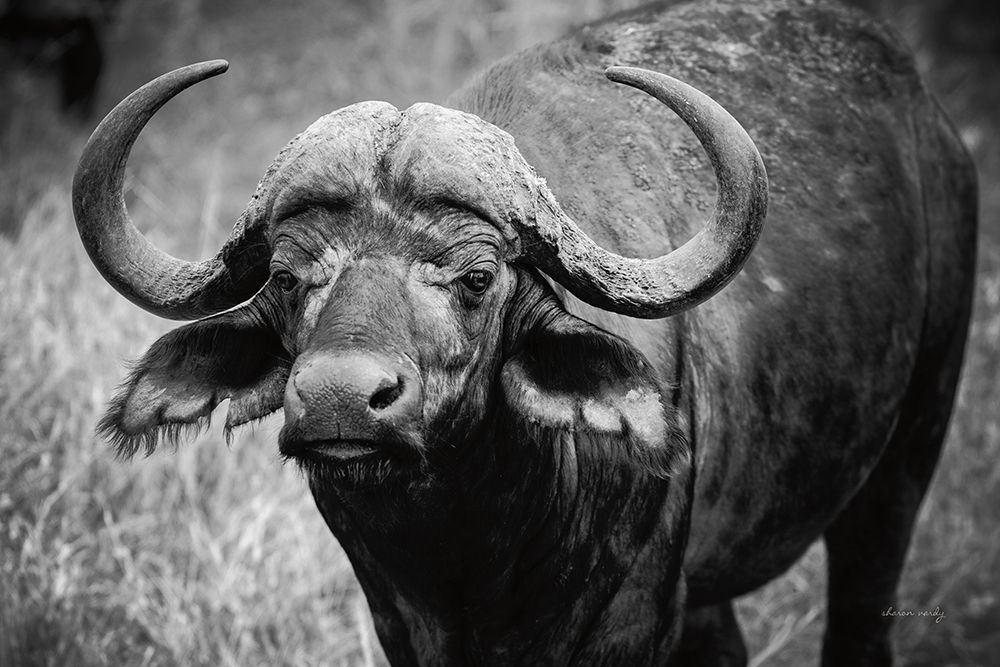 African Buffalo art print by Sharon Vardy for $57.95 CAD