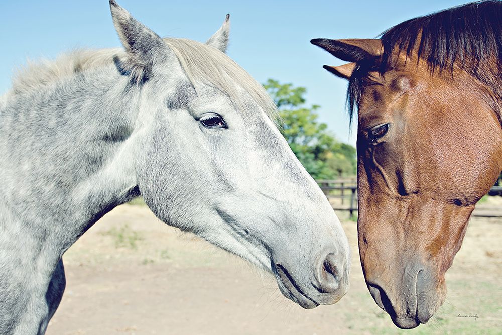 Two Horses art print by Sharon Vardy for $57.95 CAD