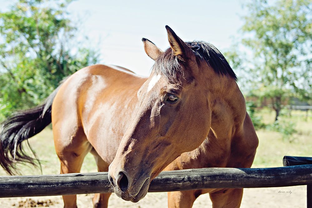 Brown Horse art print by Sharon Vardy for $57.95 CAD