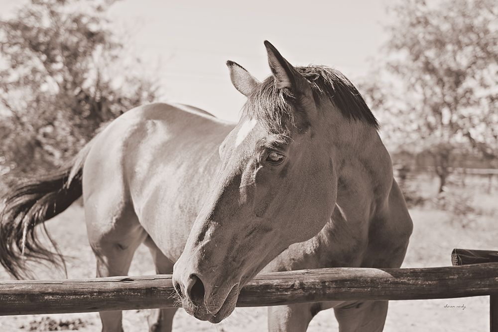 Brown Horse Sepia art print by Sharon Vardy for $57.95 CAD