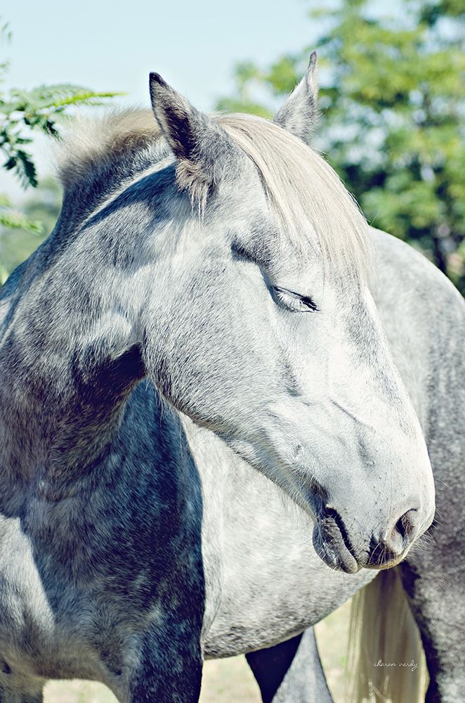 White Horse art print by Sharon Vardy for $57.95 CAD